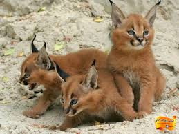 صور حيوانات منوعة غريبة جدا شاهدها الان اون لاين